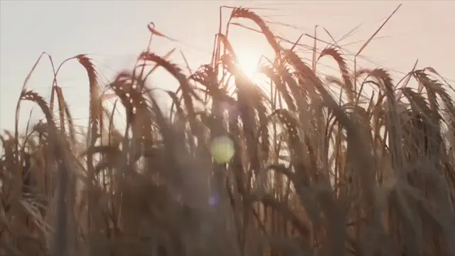 Still from Budweiser (Budweiser)